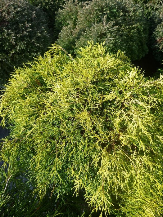 CHAMAECYPARIS PISIFERA FILIFERA - SUNGOLD