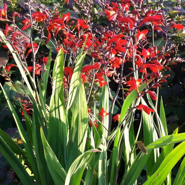 CROCOSMIA - EMBERGLOW