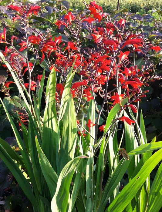 CROCOSMIA - EMBERGLOW