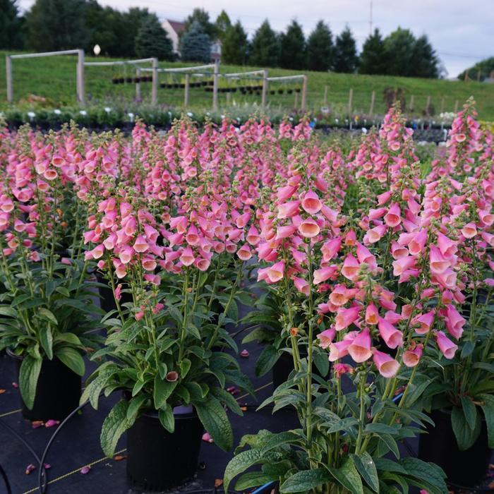 DIGITALIS - ARCTIC FOX ROSE