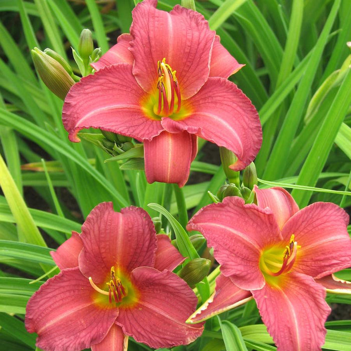 HEMEROCALLIS - RUBY STELLA