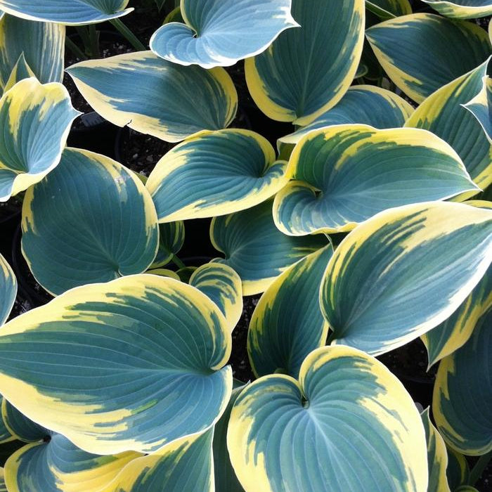 HOSTA - FIRST FROST