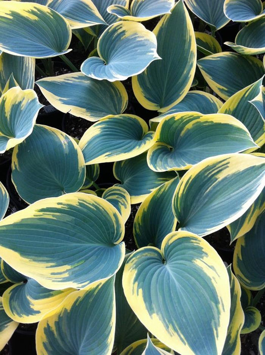 HOSTA - FIRST FROST