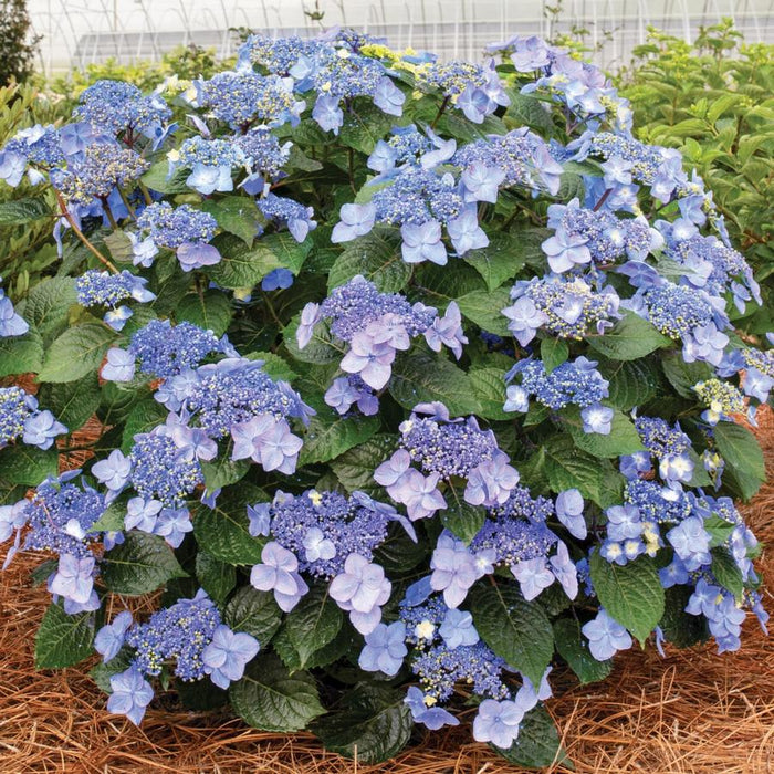 HYDRANGEA ENDLESS SUMMER - POP STAR