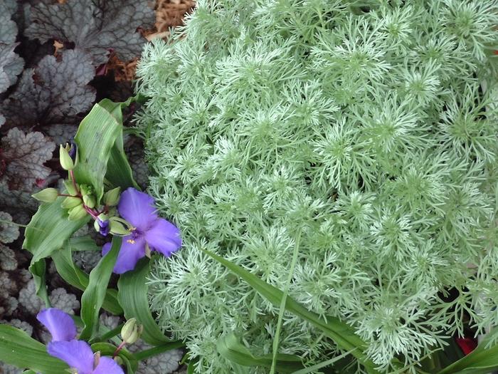 ARTEMISIA SCHMIDTIANA - SILVER MOUND