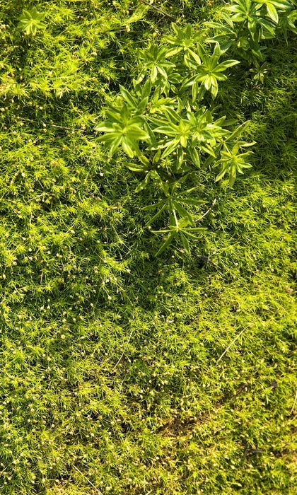 SAGINA SUBULATA - AUREA
