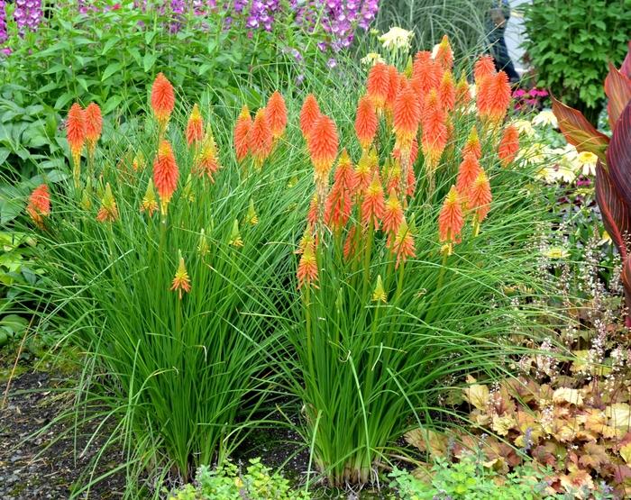 KNIPHOFIA - PAPAYA