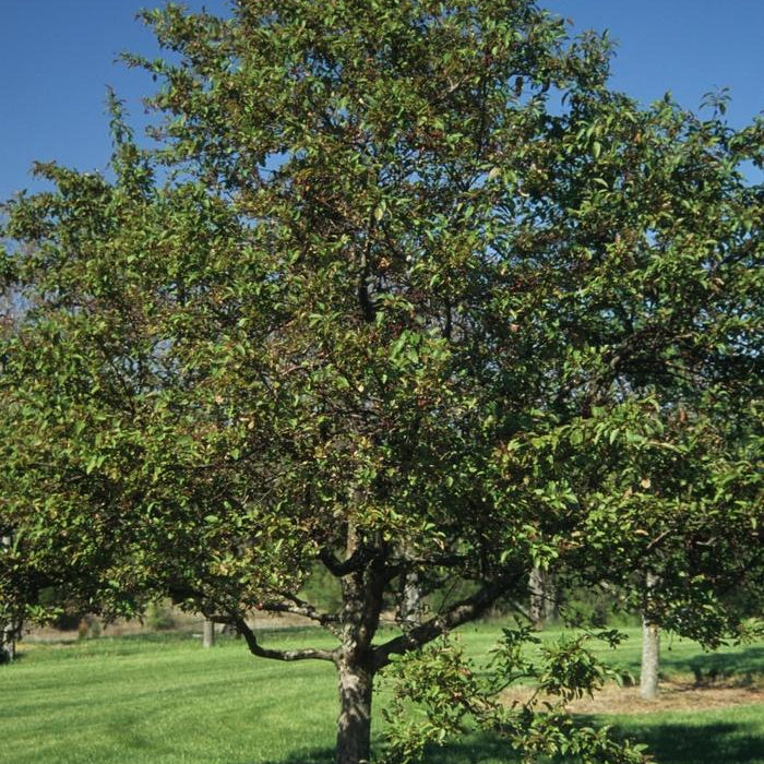 MALUS - INDIAN MAGIC