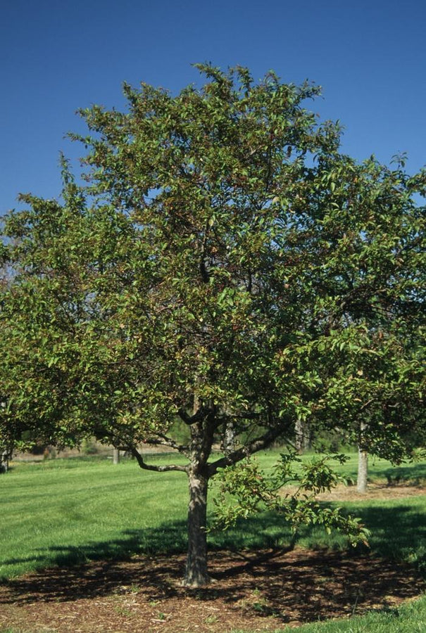 MALUS - INDIAN MAGIC
