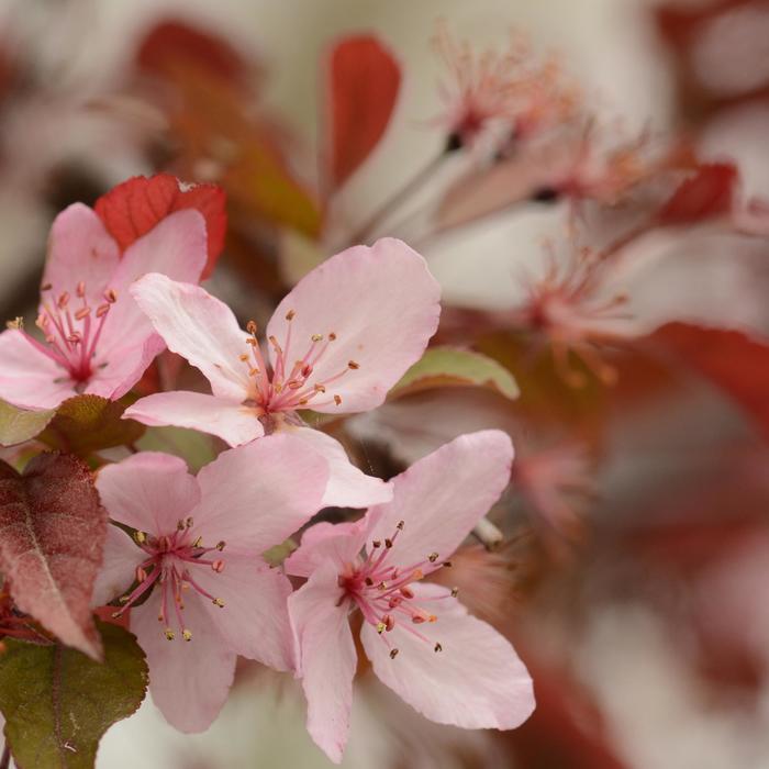 MALUS - ROYAL RAINDROPS