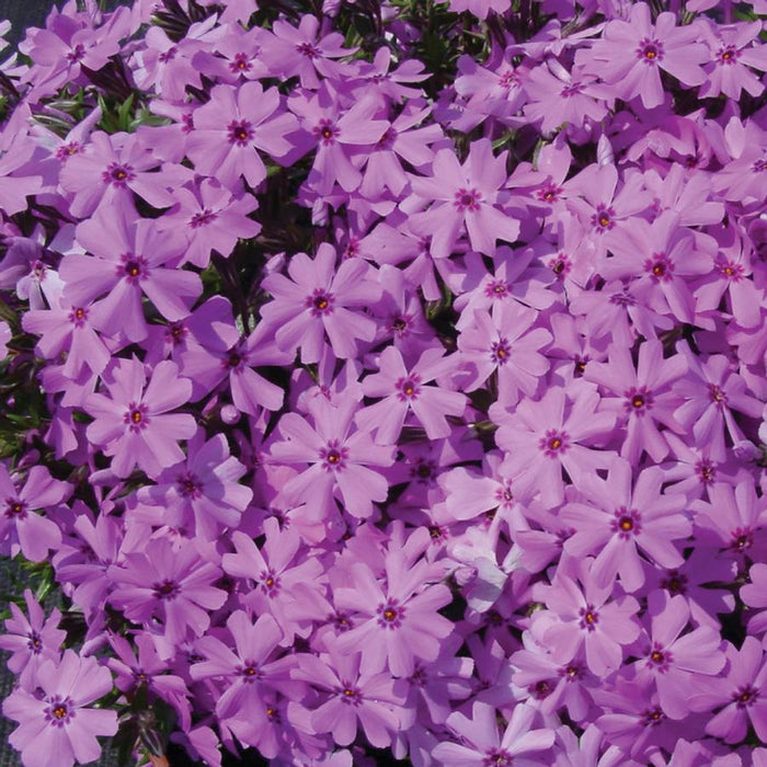 PHLOX SUBULATA - FORT HILL