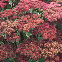 SEDUM SPECTABILE - AUTUMN JOY