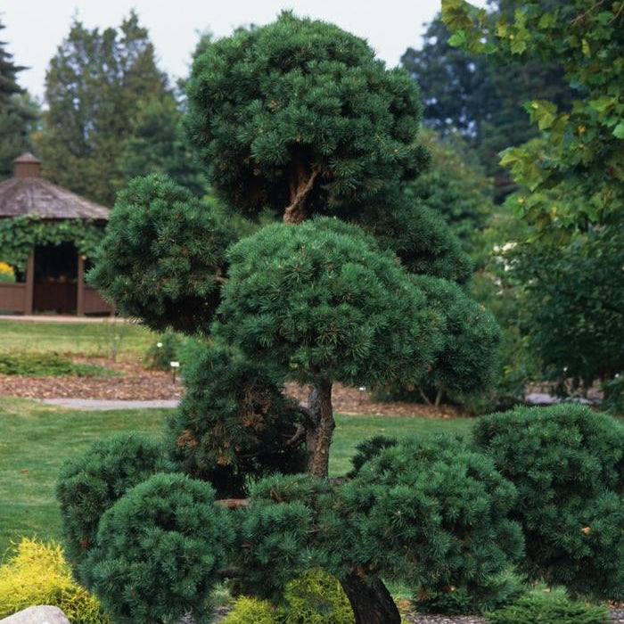 PINUS SYLVESTRIS - TOPIARY