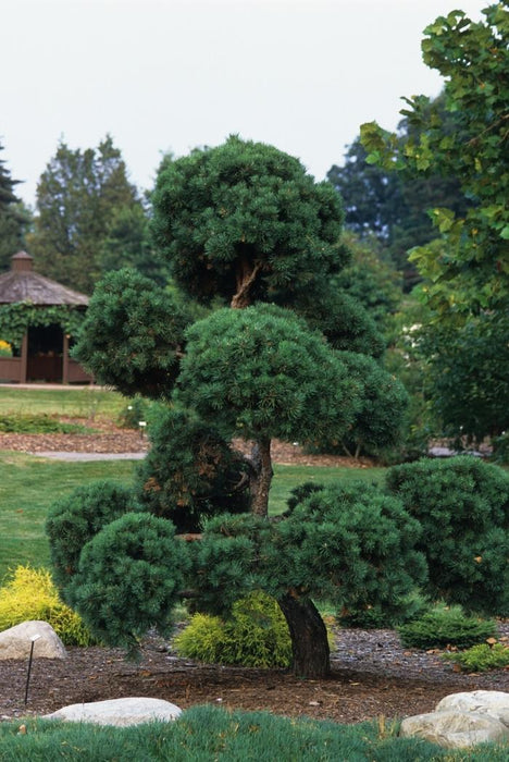 PINUS SYLVESTRIS - TOPIARY