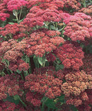 SEDUM SPECTABILE - AUTUMN JOY