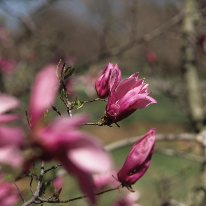 MAGNOLIA LILIFLORA - BETTY