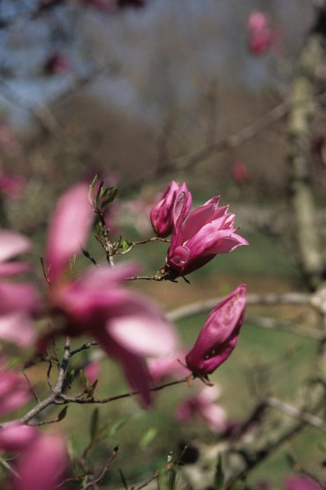 MAGNOLIA LILIFLORA - BETTY