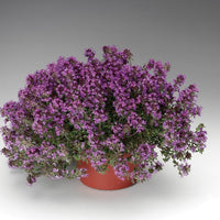 THYMUS SERPHYLLUM COCCINEUM - PRAECOX