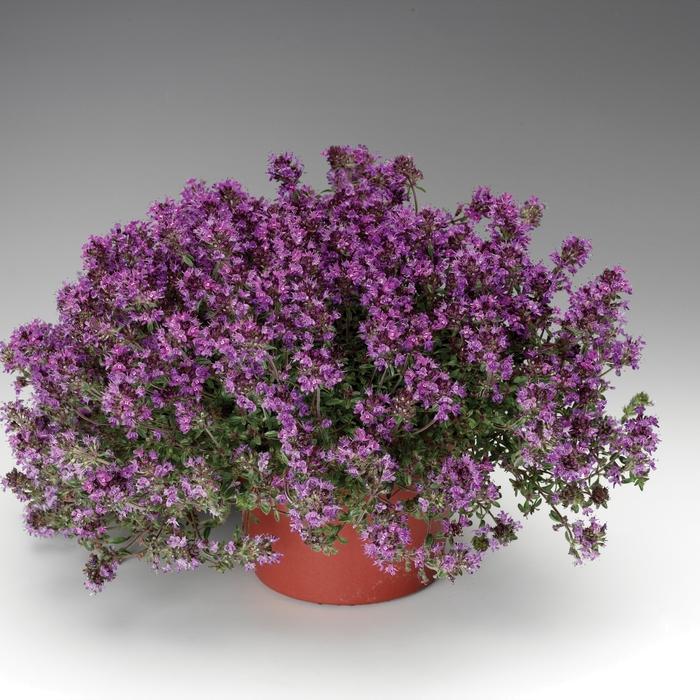 THYMUS SERPHYLLUM COCCINEUM - PRAECOX