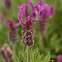 LAVANDULA STOECHAS - ANOUK DEEP ROSE
