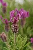 LAVANDULA STOECHAS - ANOUK DEEP ROSE