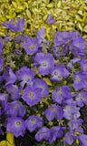 CAMPANULA CARPATICA - PEARL DEEP BLUE