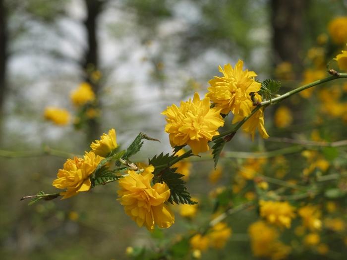 KERRIA JAPONICA - PLENIFLORA