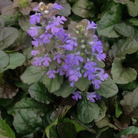 AJUGA REPTANS - BRONZE BEAUTY