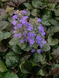 AJUGA REPTANS - BRONZE BEAUTY