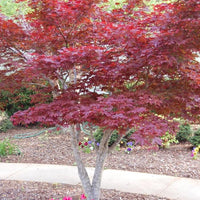ACER PALMATUM - BLOODGOOD