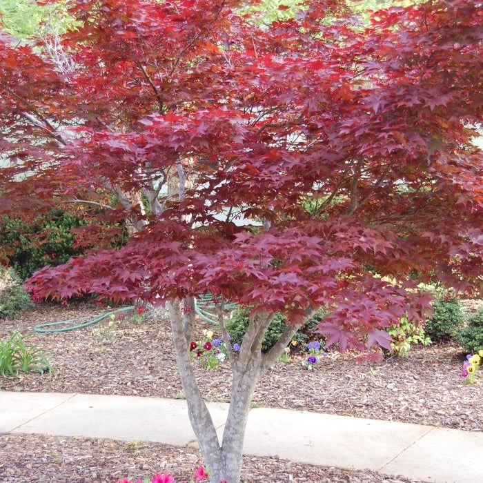 ACER PALMATUM - BLOODGOOD