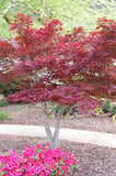 ACER PALMATUM - BLOODGOOD