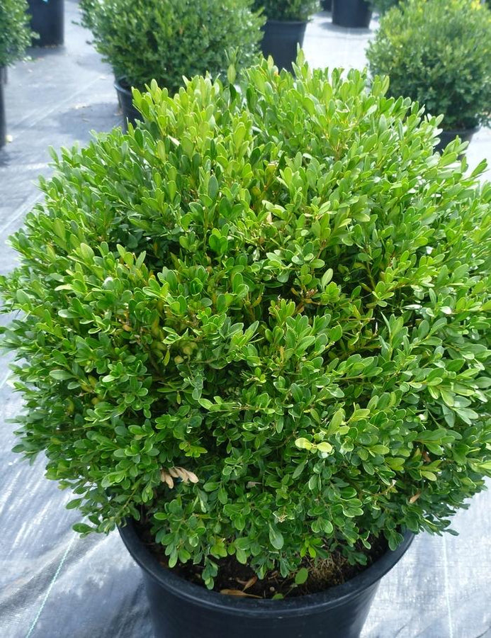 BOXWOOD - GREEN GEM