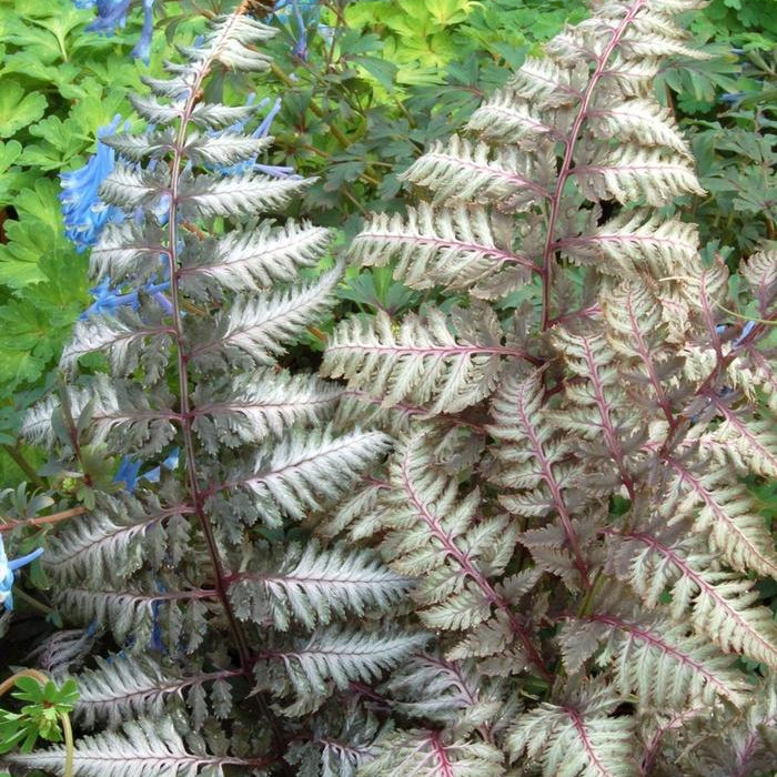 ATHYRIUM NIPPONICUM - PEWTER LACE