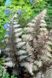 ATHYRIUM NIPPONICUM - PEWTER LACE