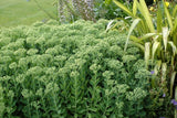 SEDUM SPECTABILE - AUTUMN JOY