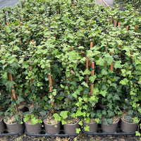 HEDERA HELIX - BALTICA