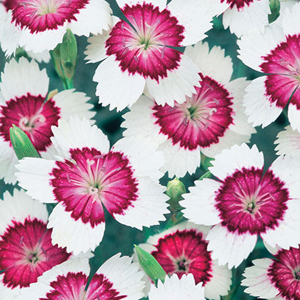 DIANTHUS DELTOIDES - ARCTIC FIRE