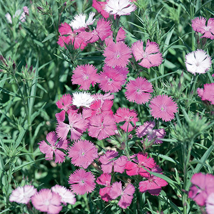 DIANTHUS BARBATUS BOUQUET ROSE