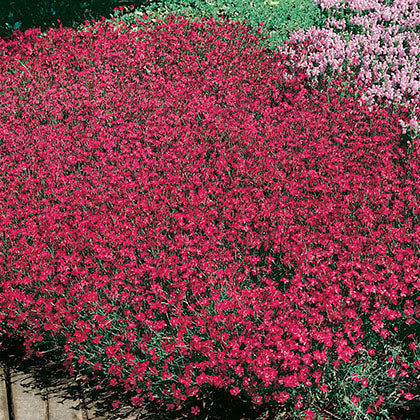 DIANTHUS DELTOIDES - BRILLIANT