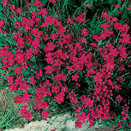 DIANTHUS DELTOIDES - FLASHING LIGHT