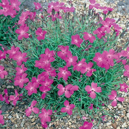 DIANTHUS - KAHORI
