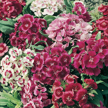 DIANTHUS BARBATUS - NANUS