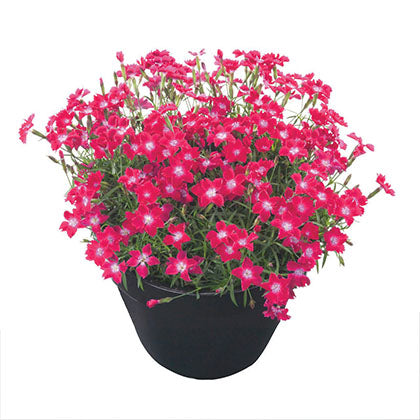 DIANTHUS KAHORI® SCARLET