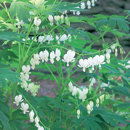 DICENTRA SPECTABILIS - ALBA