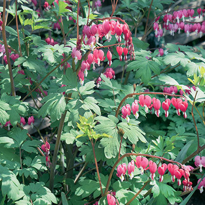 DICENTRA SPECTABILIS