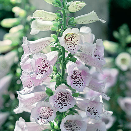 DIGITALIS - CAMELOT LAVENDER
