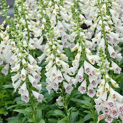 DIGITALIS - DALMATIAN WHITE