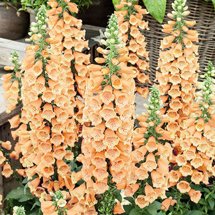 DIGITALIS - DALMATIAN PEACH