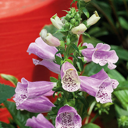 DIGITALIS - DALMATIAN ROSE